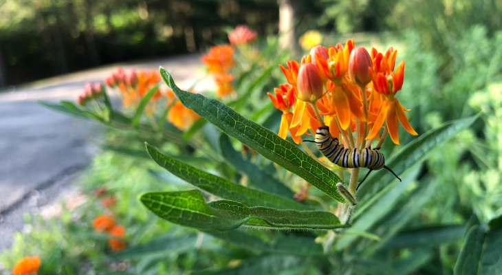 Monarchs And Milkweeds - Nativars Help Pollinators | The Garden Scoop ...